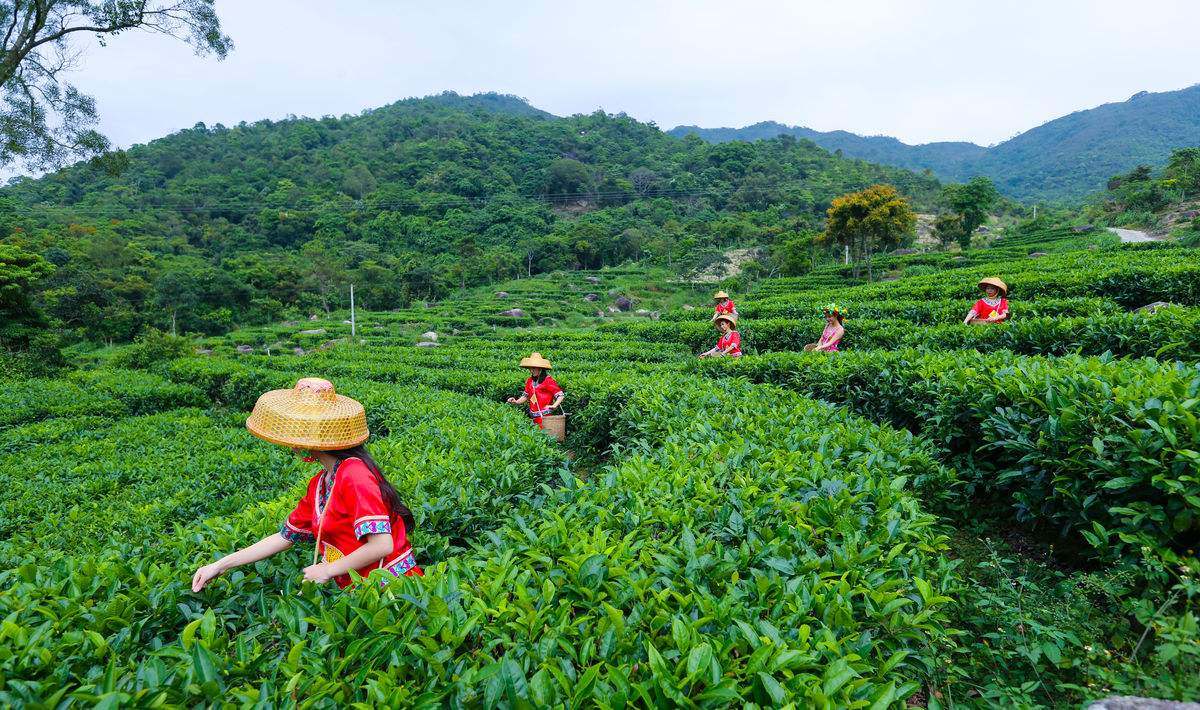 敬茶对歌（畲族）